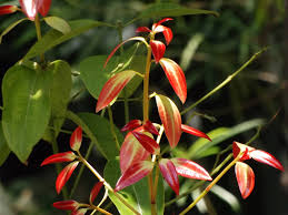 Daruchini / Cinnomon  (Roll) 10g pack